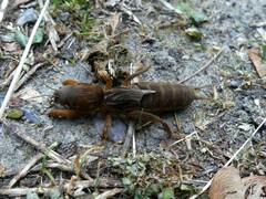 Neocurtilla hexadactyla
