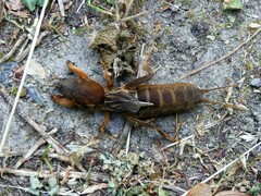 Neocurtilla hexadactyla