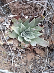 Dudleya brittonii