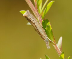 Culladia cuneiferellus
