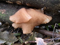 Auricularia auricula-judae