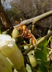 Polistes carnifex