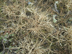 Cleistogenes squarrosa