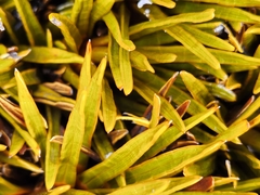 Aciphylla simplex