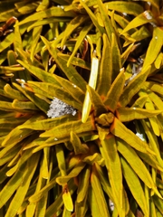 Aciphylla simplex