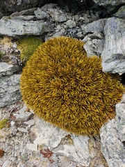 Aciphylla simplex