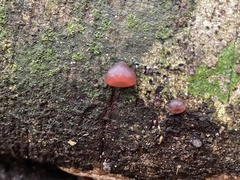 Auricularia auricula-judae