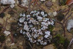 Psora crenata