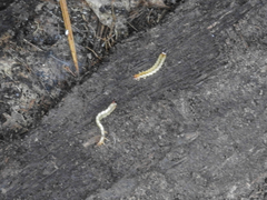 Dendroides canadensis