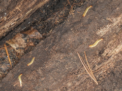 Dendroides canadensis