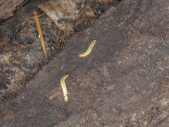 Dendroides canadensis