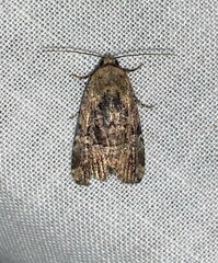 Elaphria chalcedonia