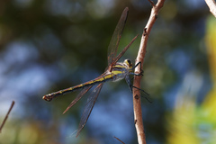 Petalura litorea