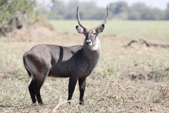 Kobus ellipsiprymnus defassa