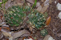 Coryphantha sulcata