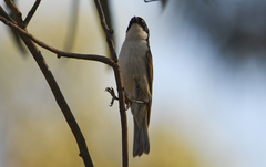 Melithreptus lunatus