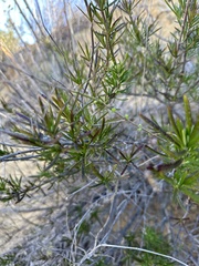 Trichostema lanatum