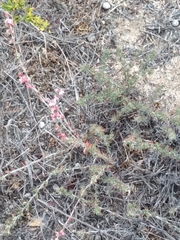 Eriogonum wrightii dentatum