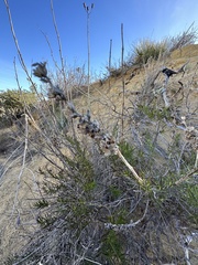 Trichostema lanatum