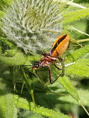 Gminatus australis