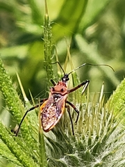 Gminatus australis