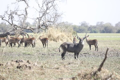 Kobus ellipsiprymnus defassa