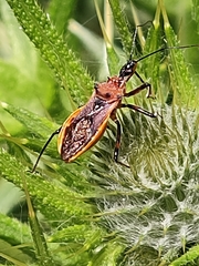 Gminatus australis