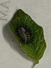 Henosepilachna vigintioctopunctata