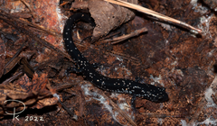 Plethodon