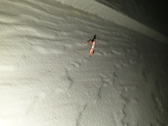 Caloptilia xanthopharella