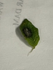 Henosepilachna vigintioctopunctata