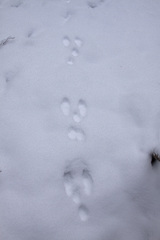 Lepus americanus