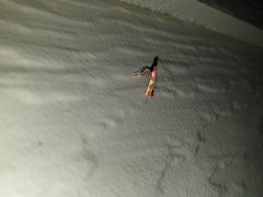 Caloptilia xanthopharella