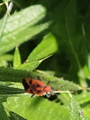 Spilostethus pacificus