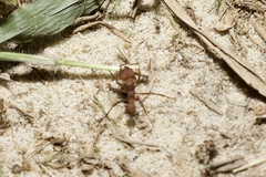Acromyrmex octospinosus