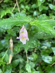 Impatiens uniflora