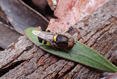 Odontomyia hunteri