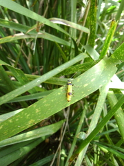 Chauliognathus imperialis