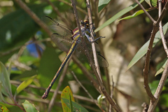 Petalura litorea