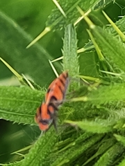 Spilostethus pacificus