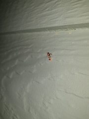 Caloptilia xanthopharella