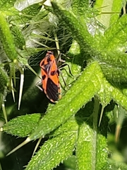 Spilostethus pacificus