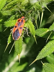 Spilostethus pacificus