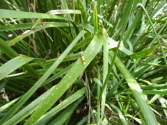 Chauliognathus imperialis
