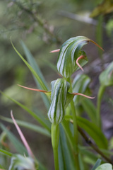 Pterostylis banksii