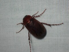 Melolonthinae