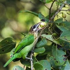 Psilopogon viridis