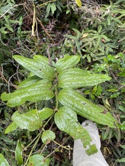 Ripogonum discolor