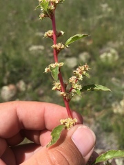 Amaranthus torreyi