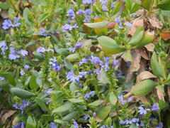 Scaevola nitida